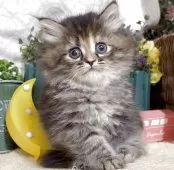 サイベリアン【東京都・女の子・2025年5月30日・ブラウンパッチドタビー】の写真14「生後43日に撮影しました。」