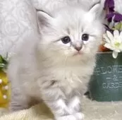 サイベリアン【東京都・女の子・2025年8月25日・ブルーポイント(ネヴァマスカレード)】の写真14「生後36日に撮影しました。」