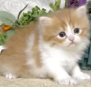 サイベリアン【東京都・男の子・2025年10月21日・レッドタビー&ホワイト】の写真3「生後32日に撮影しました。」