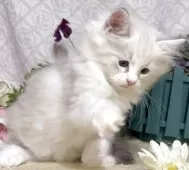 サイベリアン【東京都・女の子・2025年8月25日・ブルーポイント(ネヴァマスカレード)】の写真4「生後68日に撮影しました。」