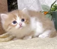 サイベリアン【東京都・男の子・2025年10月21日・レッドタビー&ホワイト】の写真4「生後32日に撮影しました。」