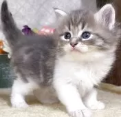 サイベリアン【東京都・女の子・2025年8月25日・ブルータビー&ホワイト】の写真11「生後36日に撮影しました。」