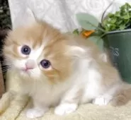 サイベリアン【東京都・男の子・2025年10月21日・レッドタビー&ホワイト】の写真6「生後32日に撮影しました。」