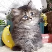 サイベリアン【東京都・女の子・2025年5月30日・ブラウンパッチドタビー】の写真12「最後43日に撮影しました。」