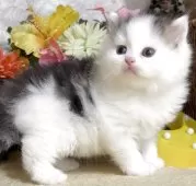 サイベリアン【東京都・男の子・2025年8月9日・ブラウンタビー&ホワイト】の写真12「生後35日に撮影しました。」