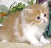 サイベリアン【東京都・男の子・2025年10月21日・レッドタビー&ホワイト】の写真8「生後32日に撮影しました。」