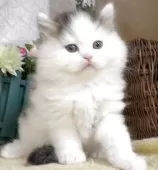 サイベリアン【東京都・男の子・2025年8月9日・ブラウンタビー&ホワイト】の写真9「生後45日に撮影しました。」