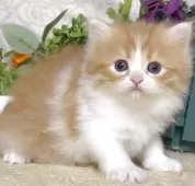 サイベリアン【東京都・男の子・2025年10月21日・レッドタビー&ホワイト】の写真9「生後32日に撮影しました。」