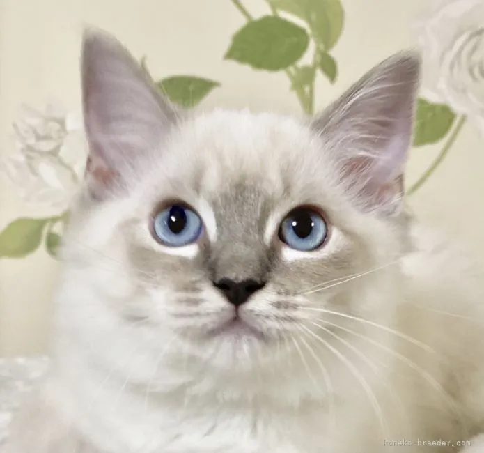 ID：2110-00922の子猫