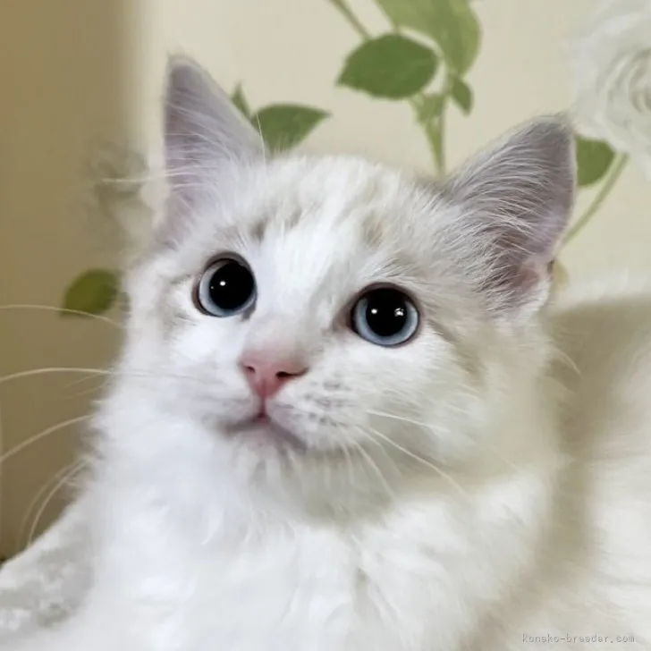 ID：2305-00249の子猫