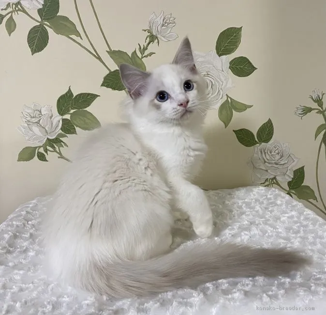 ID：2010-01089の子猫