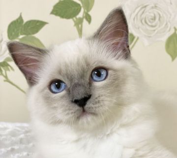 ラグドール【愛知県・女の子・2021年5月2日・ブルーポイントミテッド】の写真「😊とても穏やかで💖両親に似て優しい女の子です。」