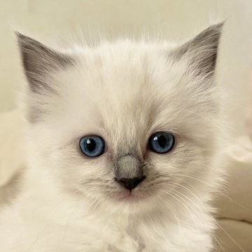 ラグドール【愛知県・女の子・2024年4月3日・ブルーポイントミテッド（シルキーでフワフワ✨）】の写真「体格の良い💖ラブリーな女の子💕」