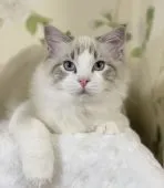 ラグドール【愛知県・男の子・2020年8月9日・シールタビー(リンクス)ポイントバイカラー】の写真1