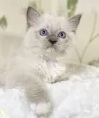 ラグドール【愛知県・女の子・2021年5月2日・ブルーポイントミテッド】の写真2