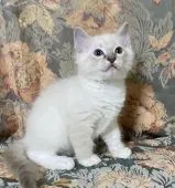 ラグドール【愛知県・男の子・2020年7月14日・ブルータビー(リンクス)ポイントミテッド】の写真2