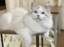 ラグドール【愛知県・男の子・2021年5月15日・ブルータビーポイントバイカラー】の写真4