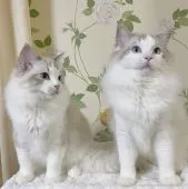 ラグドール【愛知県・男の子・2021年5月15日・ブルータビーポイントバイカラー】の写真5