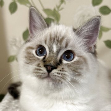 ラグドール【愛知県・男の子・2025年6月30日・シールタビーポイントミテッド】の写真「シールタビー💓ブレイズが可愛い男の子」