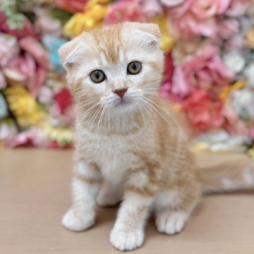 スコティッシュフォールド(折れ耳)【佐賀県・男の子・2024年4月8日・レッドタビー】の写真「折れ耳の男の子！」