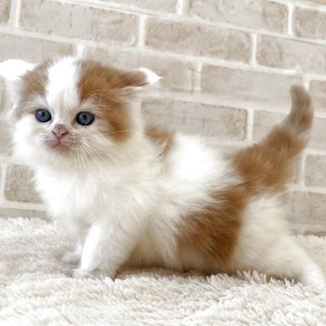 スコティッシュフォールド(立ち耳)【佐賀県・男の子・2025年10月8日・レッドタビー&ホワイト（ロング）】の写真「とっても可愛い男の子(*^_^*)」