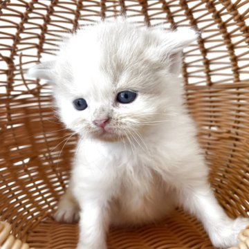 スコティッシュフォールド(立ち耳)【佐賀県・男の子・2025年10月1日・クリームタビー&ホワイト（ロング）】の写真「とっても可愛い男の子(*^_^*)」