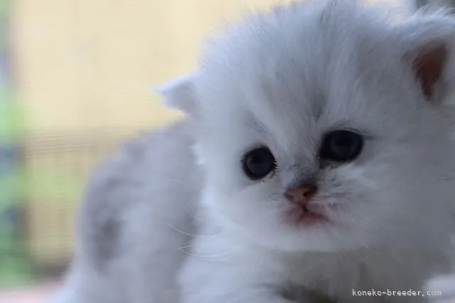 ID：2204-02422の子猫