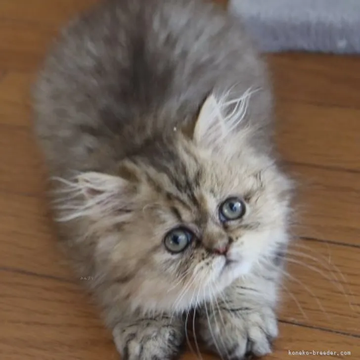 ID：2308-01409の子猫