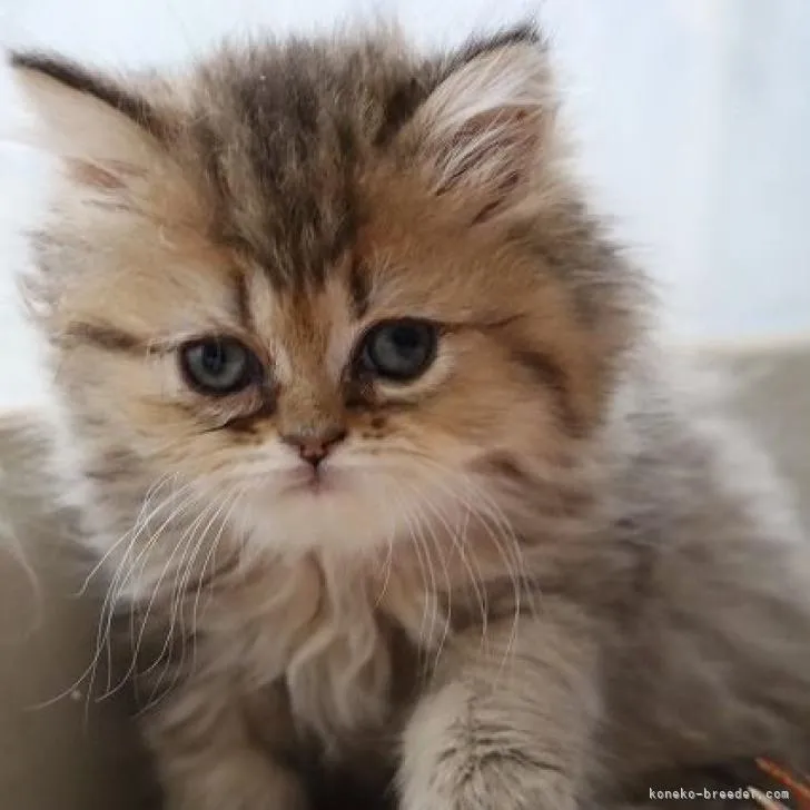 ID：2206-02019の子猫