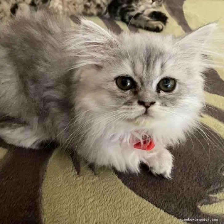 ID：2208-02847の子猫