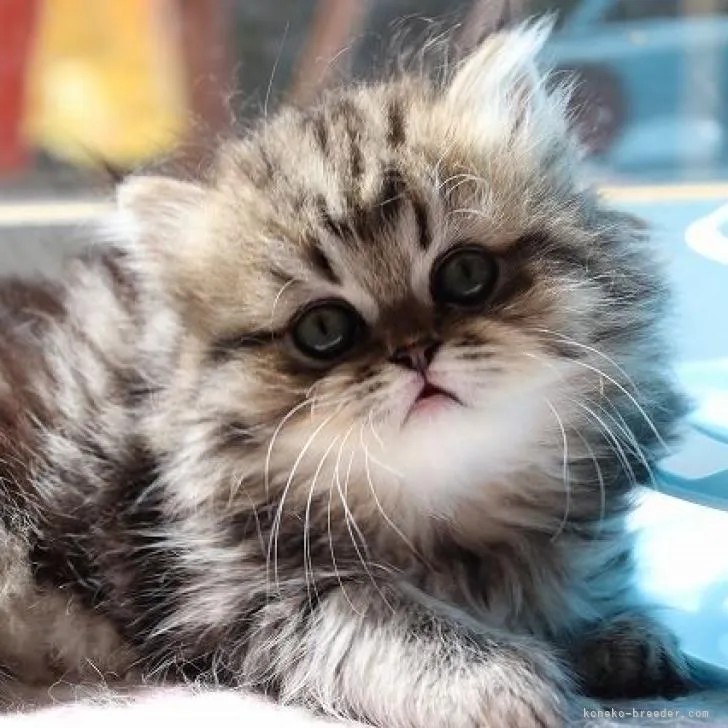 ID：2208-00756の子猫