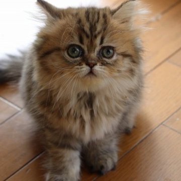 ペルシャ(チンチラ)【福岡県・女の子・2023年6月9日・チンチラゴールデン（フワフワ）】の写真「とっても女の子らしい可愛い子です」