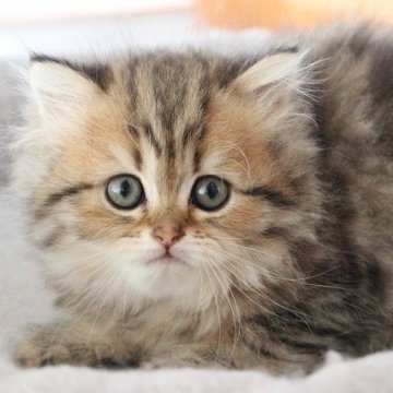 ペルシャ(チンチラ)【福岡県・女の子・2023年6月9日・チンチラゴールデン（モコモコふわふわ）】の写真「食いしん坊」