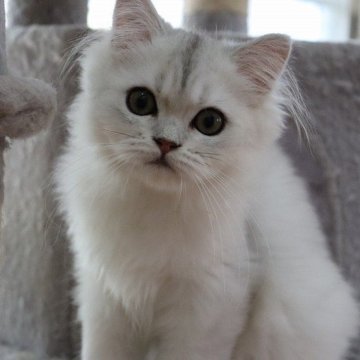 ペルシャ(チンチラ)【福岡県・男の子・2024年3月20日・チンチラシルバー（フワフワ）】の写真「真っ白い毛色と可愛いお顔」