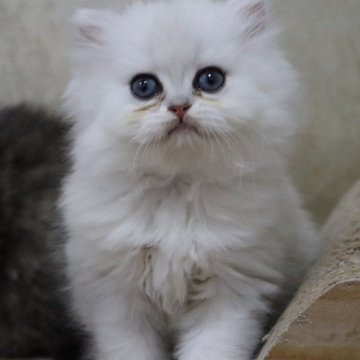 ペルシャ(チンチラ)【福岡県・女の子・2024年6月2日・チンチラシルバー（ふわふわ）】の写真「真っ白な毛色とおっとりした可愛いお顔」
