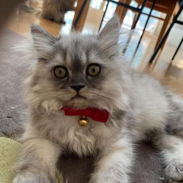 ペルシャ【福岡県・女の子・2022年7月23日・ブルー 小さい頃はチンチラシルバーと思いました】の写真「ミルクで人の手で育てられ、すごく人懐っこいです」