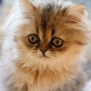 ペルシャ(チンチラ)【福岡県・女の子・2022年9月5日・チンチラゴールデン（毛葺き良い。ふさふさ。）】の写真「モフモフのかわいい女の子です」