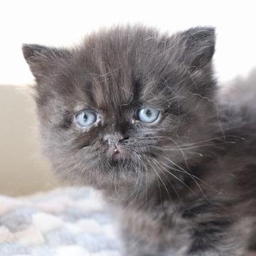 ペルシャ【福岡県・男の子・2022年7月23日・ブラック】の写真「ミルクで人の手で育てられ、すごく人懐っこいです」