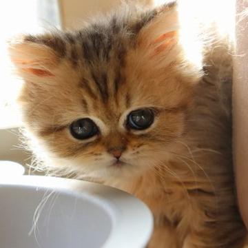 ペルシャ【福岡県・男の子・2022年9月5日・チンチラゴールデン】の写真「お顔が小顔で目がくりくり可愛いです。」