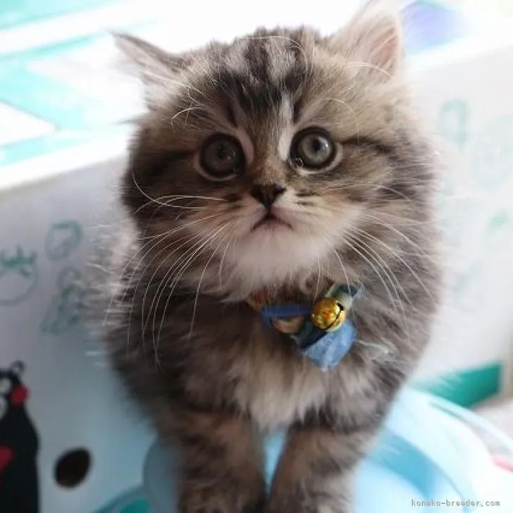 ID：2208-00757の子猫