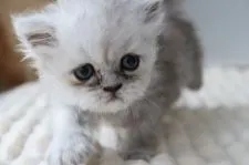 ペルシャ(チンチラ)【福岡県・男の子・2022年3月22日・シェーテッドシルバー】の写真2