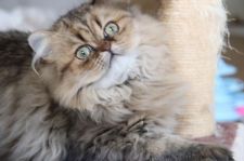 ペルシャ(チンチラ)【・女の子・2021年8月13日・チンチラゴールデン】