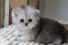 ペルシャ(チンチラ)【福岡県・男の子・2022年3月29日・チンチラシルバー】の写真3「いいお顔ですね。」