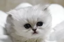 ペルシャ(チンチラ)【福岡県・女の子・2025年11月11日・チンチラシルバー】の写真10