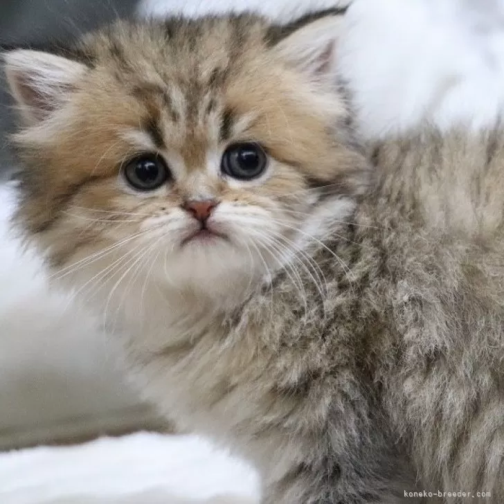 ID：2501-00380の子猫