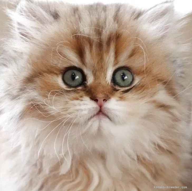 りんまま 様のお迎えした子猫