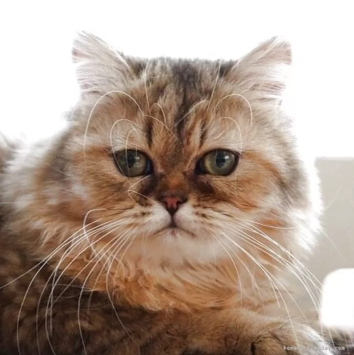 しげ君 様のお迎えした子猫