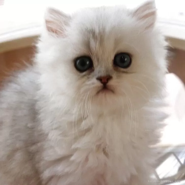 ID：2508-01693の子猫