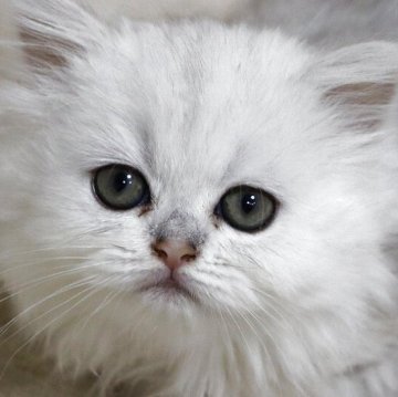 ペルシャ(チンチラ)【福岡県・女の子・2025年3月24日・チンチラシルバー（フワフワ）】の写真「つぶらな瞳の可愛い子」