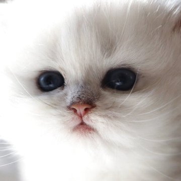 ペルシャ(チンチラ)【福岡県・女の子・2025年10月27日・チンチラシルバー（ふわふわ）】の写真「綺麗な毛色と美人さんなお顔」